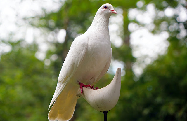 Burung Merpati