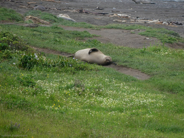 042: scratching elephant seal on the path