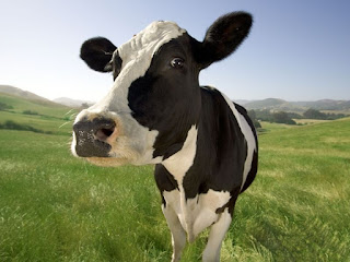 Resultado de imagem para vaca comendo capim