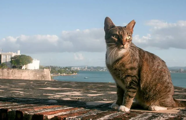 San Juan TNRed cat