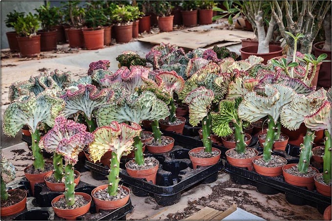 Euphorbia lactea ‘Cristata’ f. variegata