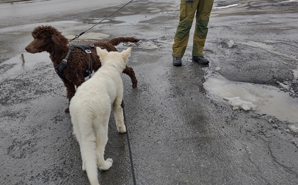 hvit gjeterhund kongepuddel