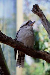 Gaya Gravitasi - Burung