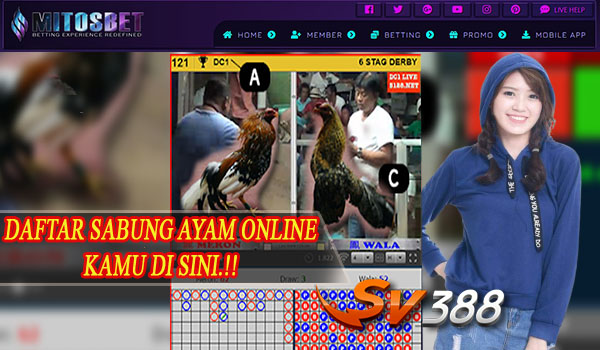 Sabung Ayam Online Terbaru