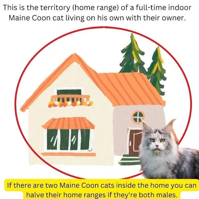 Are Maine Coons territorial? Yes.