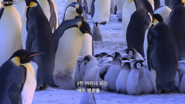 친자확인 후 먹이주는 황제펭귄 - 꾸르