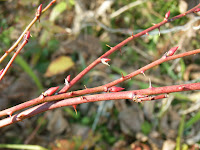 モミジイチゴ冬芽