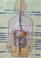 Picture Of Respiratory Failure Definition, Respiratory Failure Signs, Symptoms And Overcome Respiratory Failure