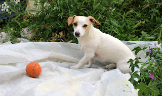 Thelma waiting for me to throw her ball