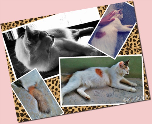 cat1