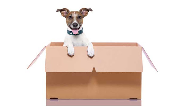 Pet Relocation in Allahabad