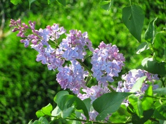 IMG_0017-2013-05-10-20-56.JPG