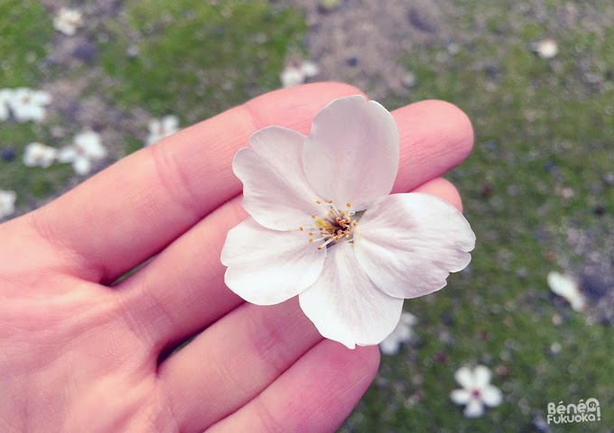 Cherry flower "sakura" 