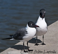 Click for Larger Image of Laughing Gulls