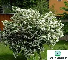 Rosa-de-gueldres Viburnum Opulus: A Guide to Growing and Caring for this Beautiful Shrub