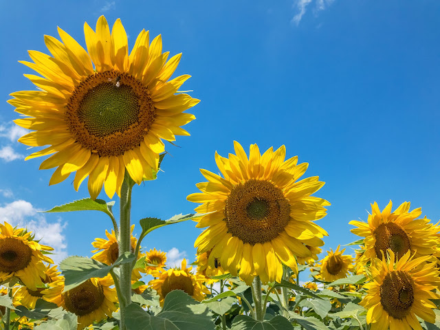 Biltmore Estate Sunflowers