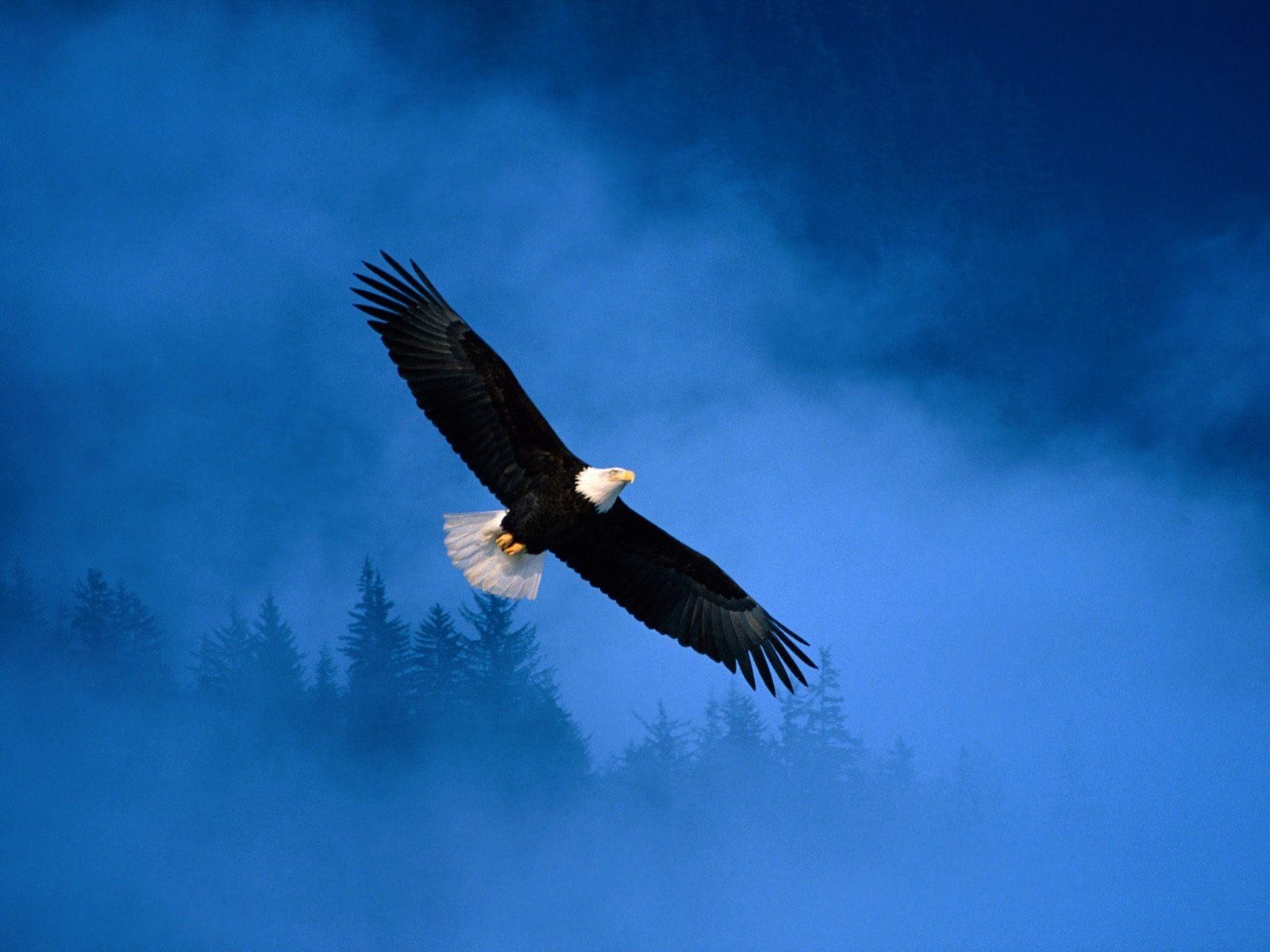 Floating Eagle Long Wings Dark Blue Sky Hd Wallpaper Hd Nature