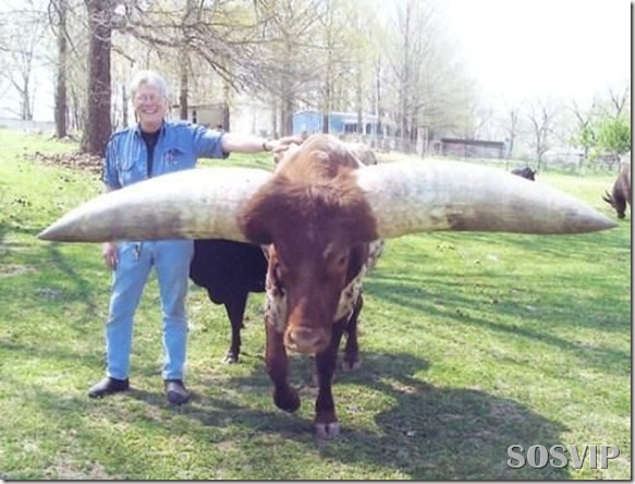 Animais estranhos criaturas awful-creatures.jpg (19)