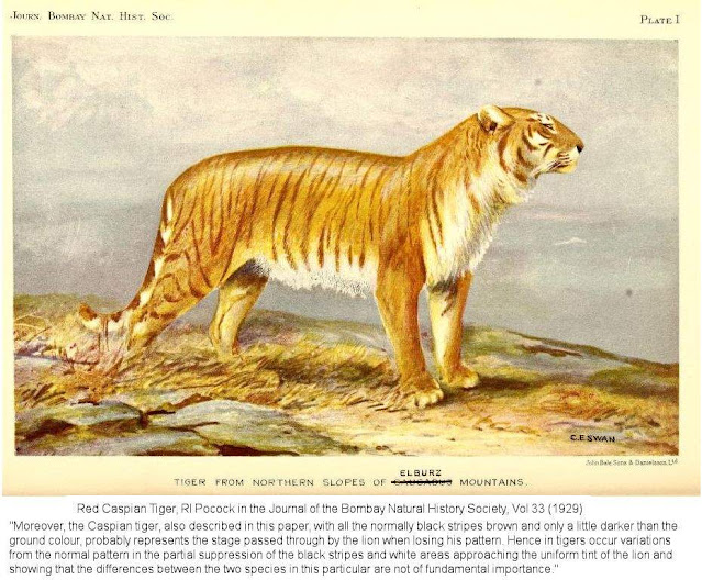 Golden tiger or red tiger