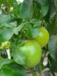 Maracuya