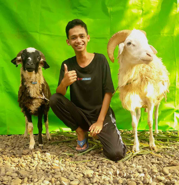 Salah satu tempat jual kambing qurban Purwokerto ada di desa sikapat, sumbang, banyumas