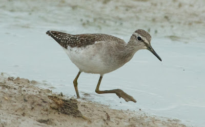 Wood Sandpiper (Tringa glareola)