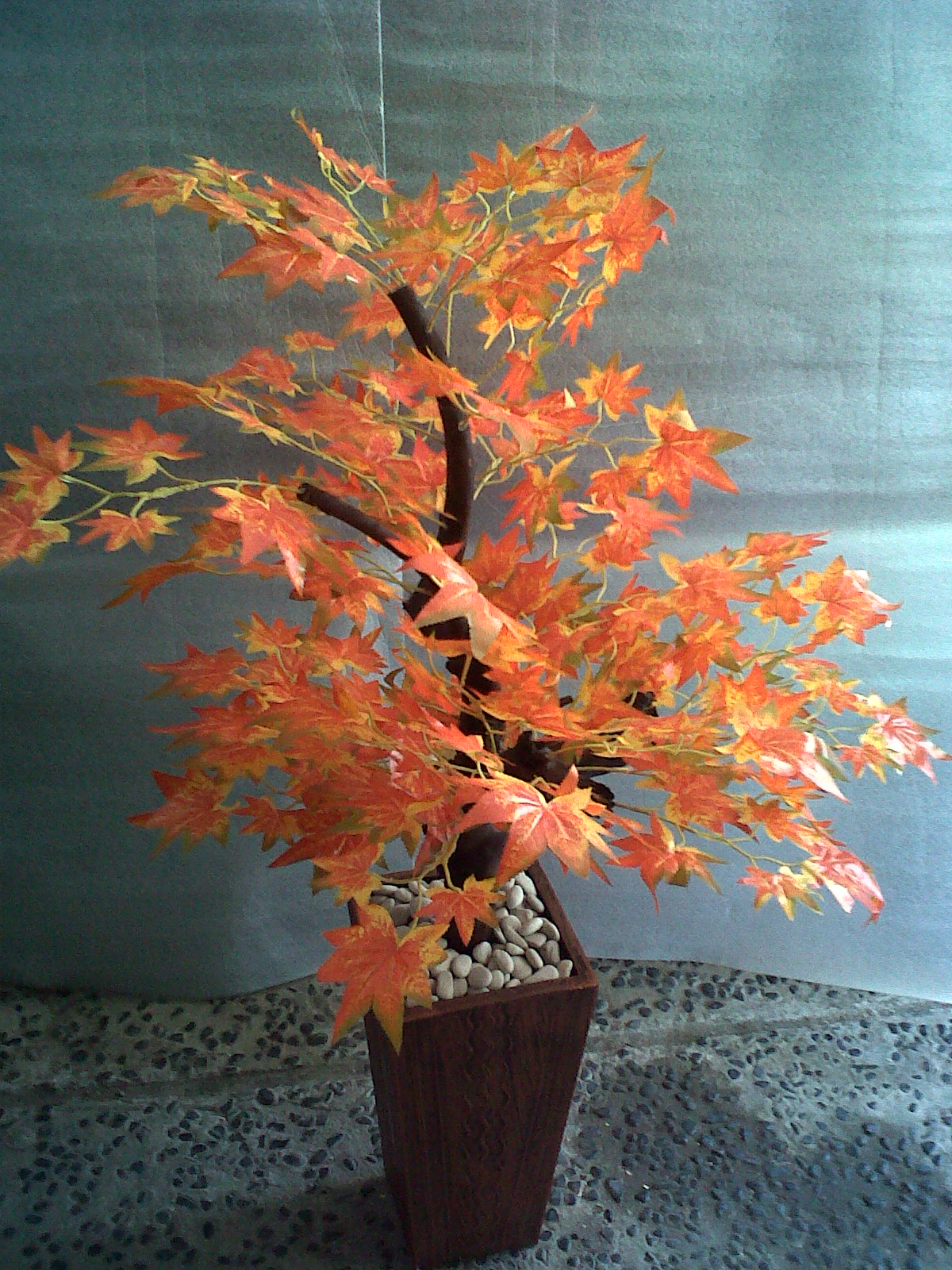 Fauzi Florist Pohon Maple