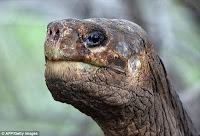 Lonesome George