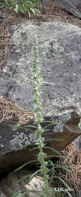 Oreocarpa virgata  formerly Cryptantha virgata