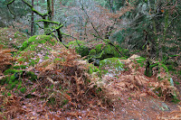 50 nuances de green, Forêt de Fontainebleau