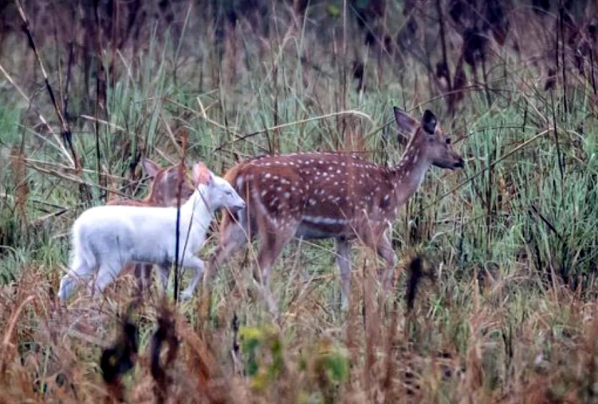 A-rare-species-of-white-deer