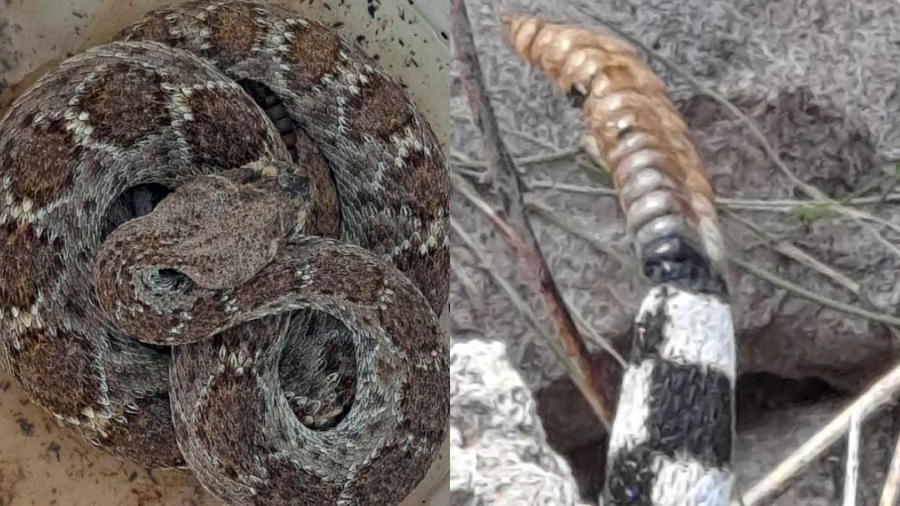 Rattlesnake in Arizona survived two years without food or water, trapped in a sealed space