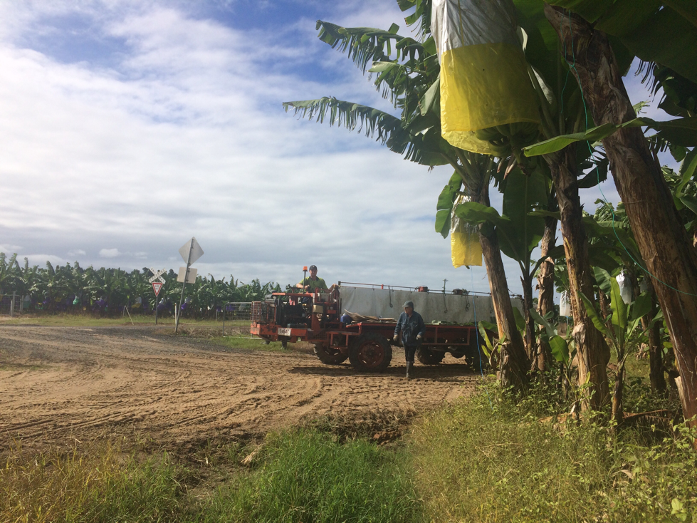 On the banana farm