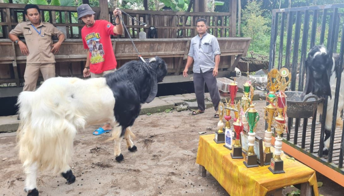 Keren, Desa Ini Bangkit Dari Kemiskinan Karena Faktor Kambing, Bagaimana Ceritanya?