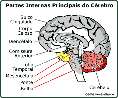 Principais partes internas do cérebro.