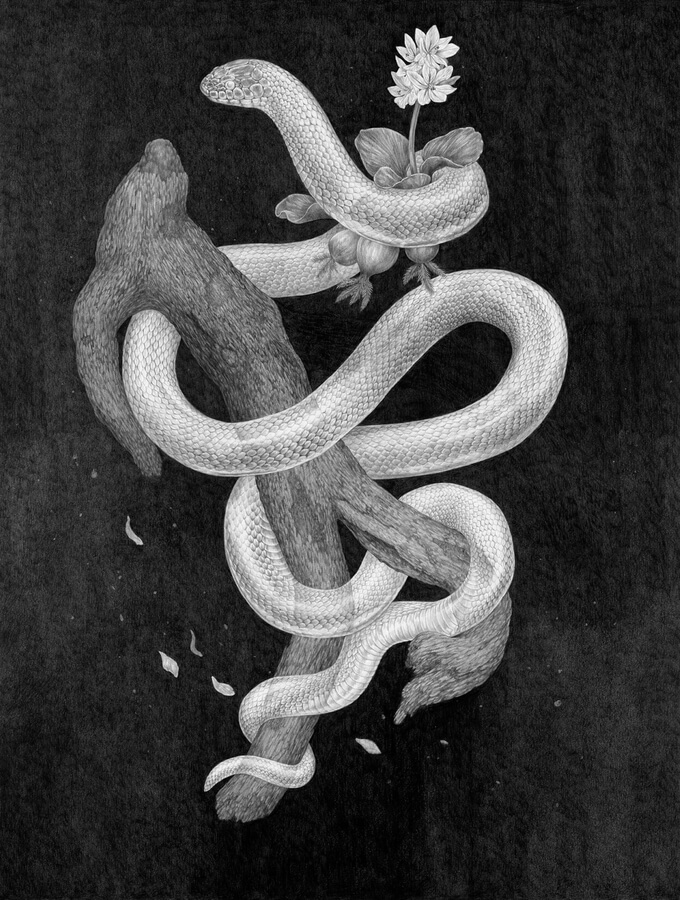 07-albino-snake-animal-pencil-drawings-zoe-keeler-www-designstack-co