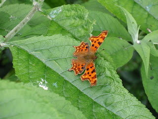 Butterfly on Buddleah