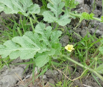 Daun semangka tulang daunnya menjari