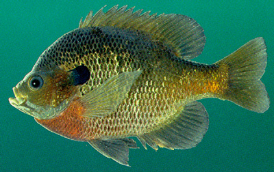 The species of fish which are recommended for the aquaponic system are