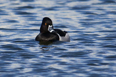 Ringsnaveleend - Ringsnaffelein - Aythya collaris