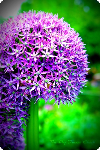 lomo picnik