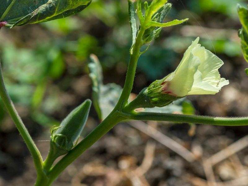 cara cara penjagaan tanaman kacang bendi