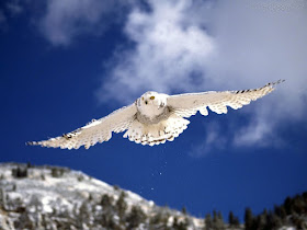 Coruja branca vôo  