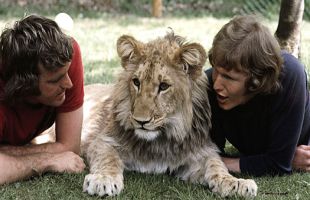 Kisah Mengharukan Persahabatan Singa dan Manusia