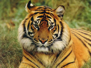 Save The Tigers