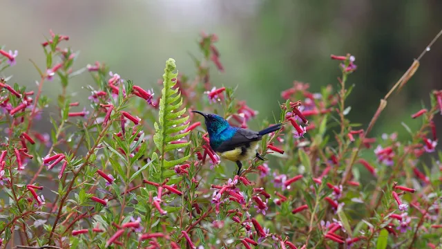 Plano de  Fundo Pássaro Sunbird Nectariniidae