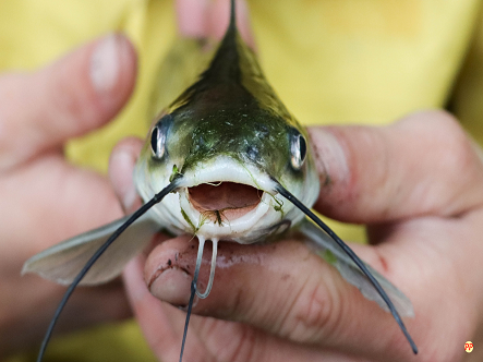 Harga Bibit Ikan Lele Sangkuriang dan Cara Budidayanya untuk Pemula