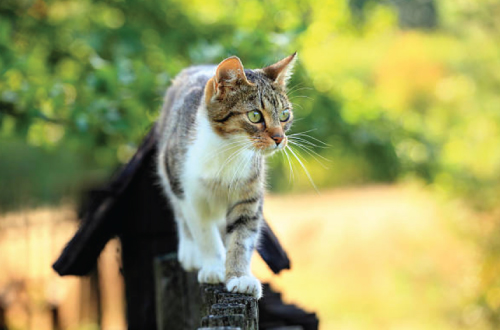 cat on fence