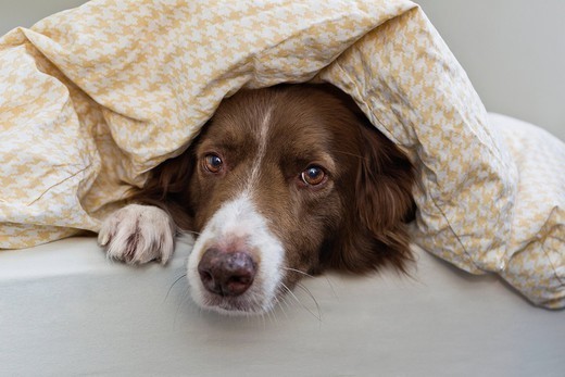 dog must outside bedroom