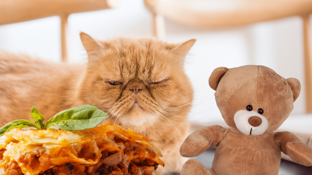 Garfield se inspiró en un gato exótico